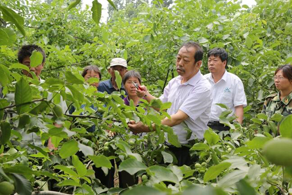图为李保国在田间为农户讲解核桃栽培实用技术。